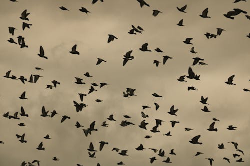 How September Storms Shift Bird Migration Patterns