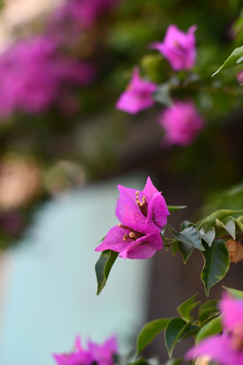 Gratis stockfoto met bloem, Israël, mooi