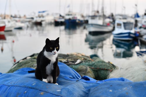 Δωρεάν στοκ φωτογραφιών με ακτή, ασπρόμαυρο, Γάτα