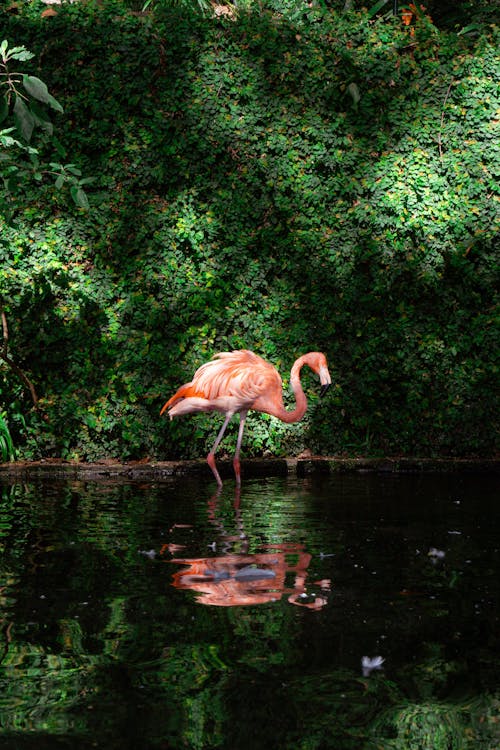 Foto profissional grátis de água, ave, flamingo