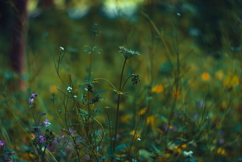 Free Close-up of vibrant wildflowers in a lush green meadow, capturing the essence of summer's natural beauty. Stock Photo