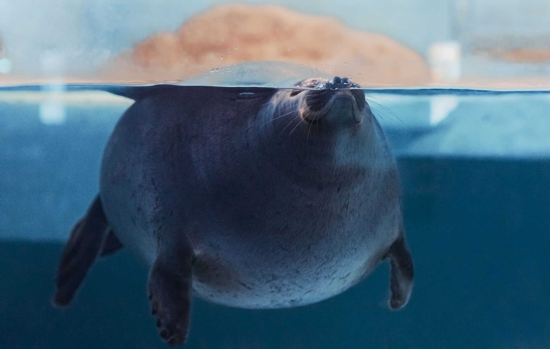 A seal peacefully floats underwater in a clear aquarium, captured from below.