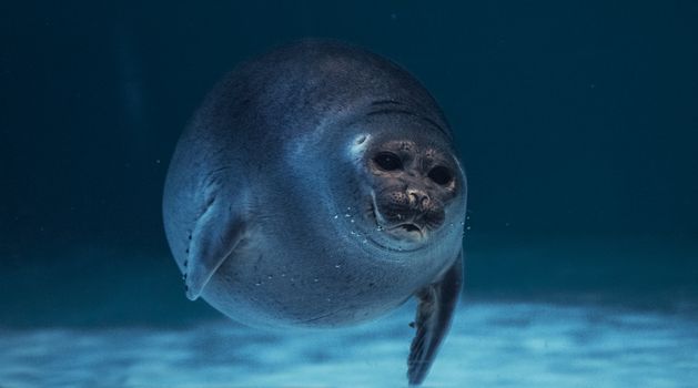 A captivating image of a seal gracefully swimming in its aquatic habitat, highlighting marine life.