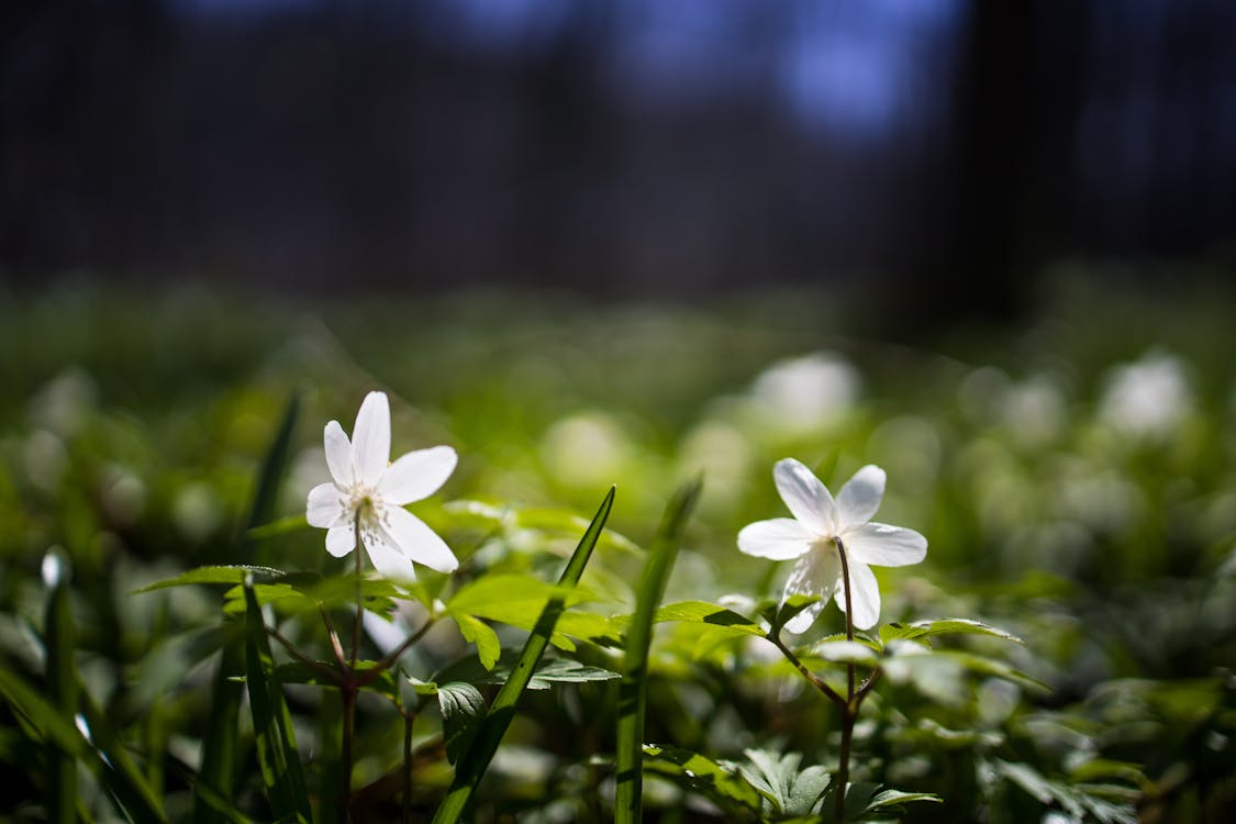 Flor De Pétalos Blancos En Fotografía Con Enfoque Selectivo