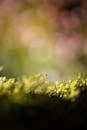 特写镜头捕捉了美丽的绿色苔藓，背景微带模糊，展现出散景效果与自然纹理