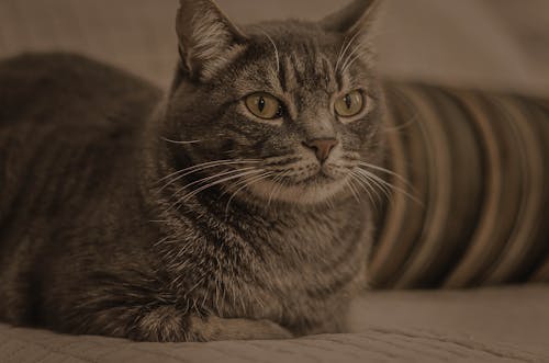 Kostnadsfri bild av djurfotografi, grå tabby katt, inhemsk