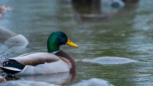 Free A beautiful mallard duck peacefully swimming on a quiet lake with a gentle rain falling. Stock Photo