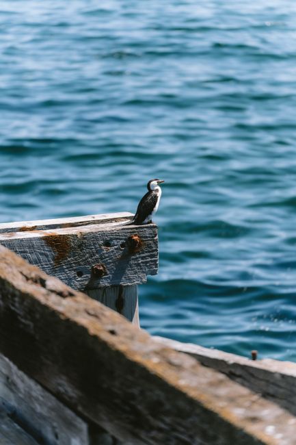 A cormorant rests on a wooden pier with the blue ocean backdrop in Busselton, WA, Australia.
