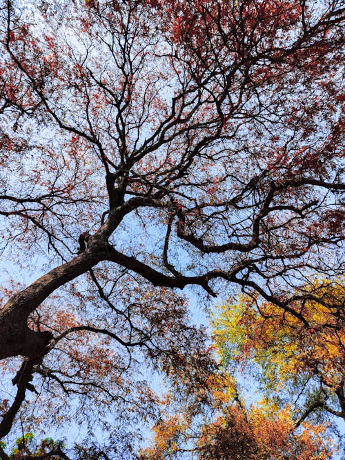 A tree with many leaves and colorful leaves