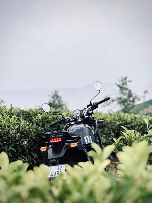 Motorcycle and Hedge