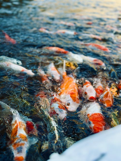 Carp Fishes in a Stream