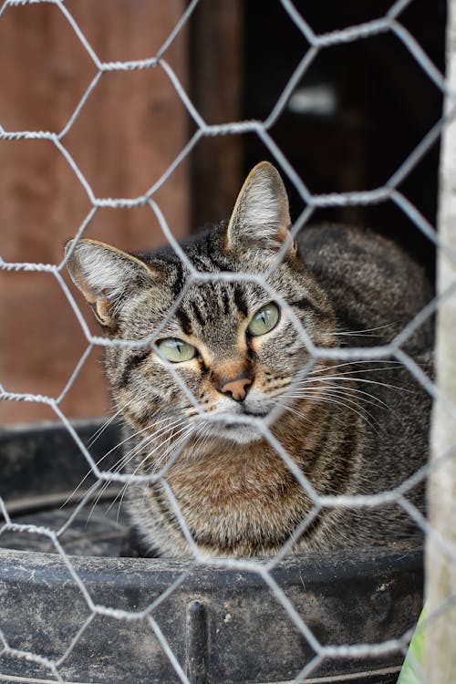 A Tabby Cat Sitting behind a Fence 