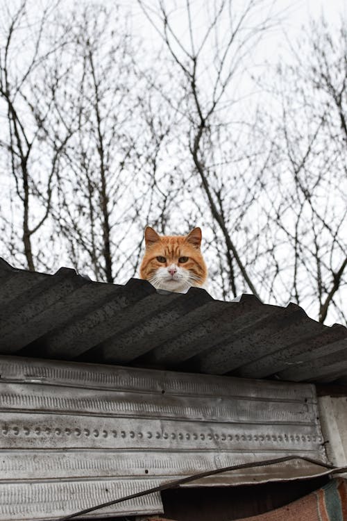 A cat is sitting on top of a roof