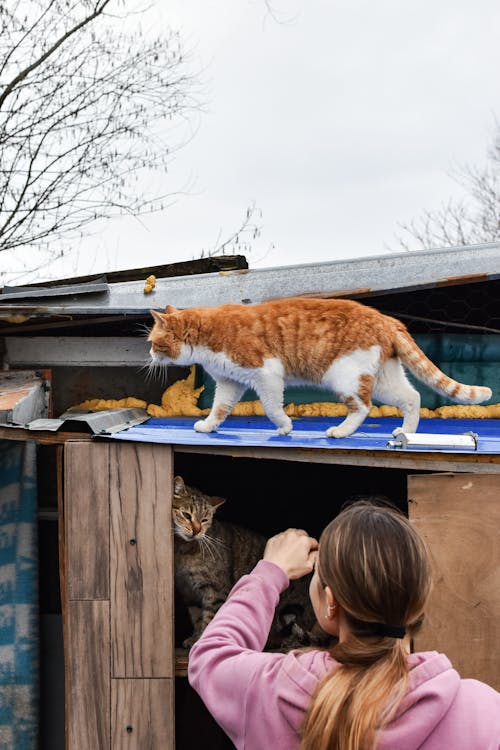 Безкоштовне стокове фото на тему «білий і помаранчевий кіт, вертикальні постріл, вид ззаду»