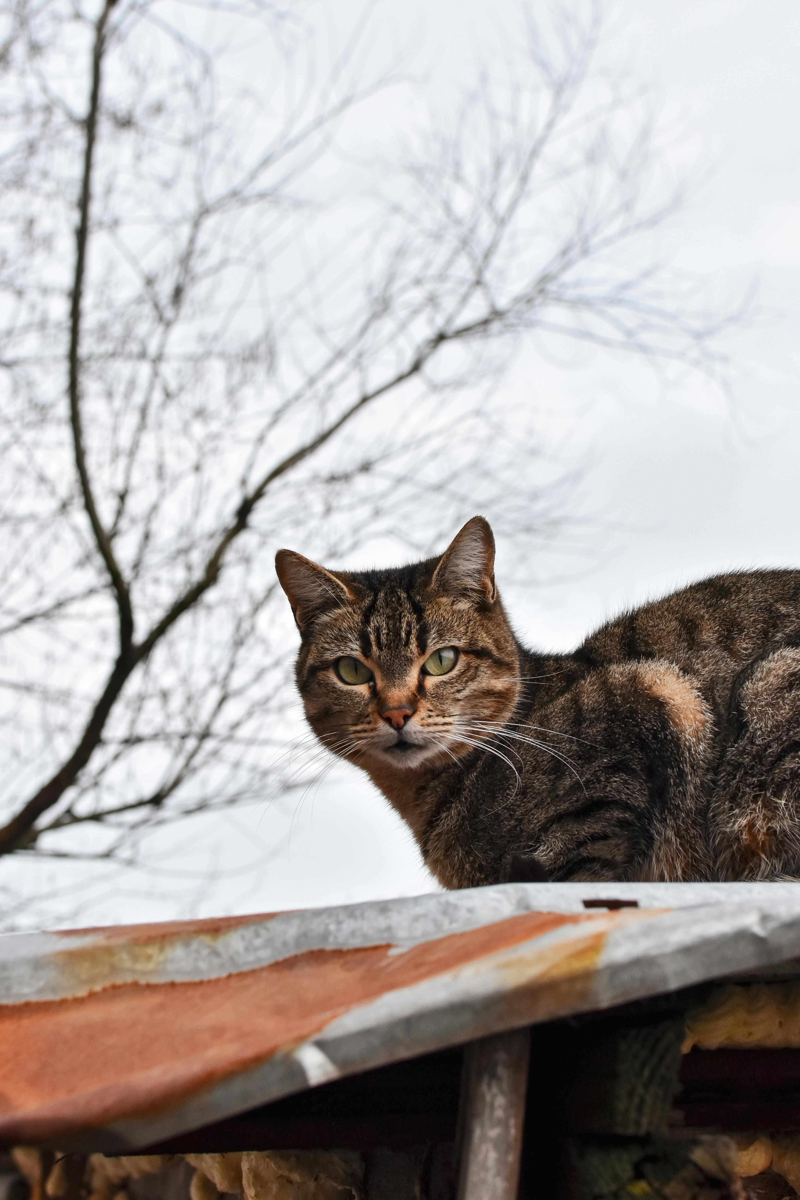 Roof inspections in Altamonte Springs, Florida