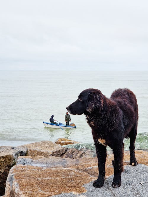 A Dog Standing on the Rocks on a Shore and Men Standing in a Boat in the Background 