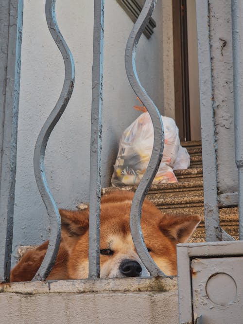 가정의, 개, 건물의 무료 스톡 사진