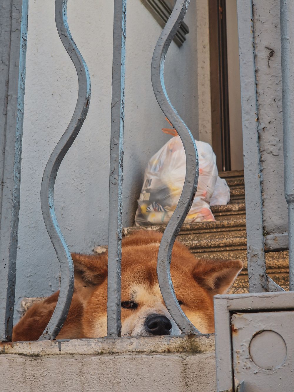 Dog Hides When Guests Come Over? What to Do Without Forcing - 1