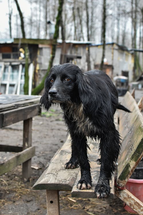 A Dog with Wet Fur Standing on a Bench in a Park 