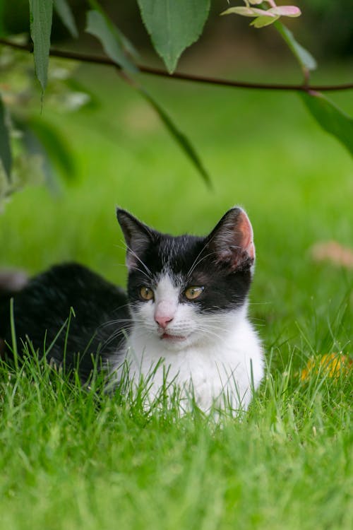 A black and white cat laying in the grass