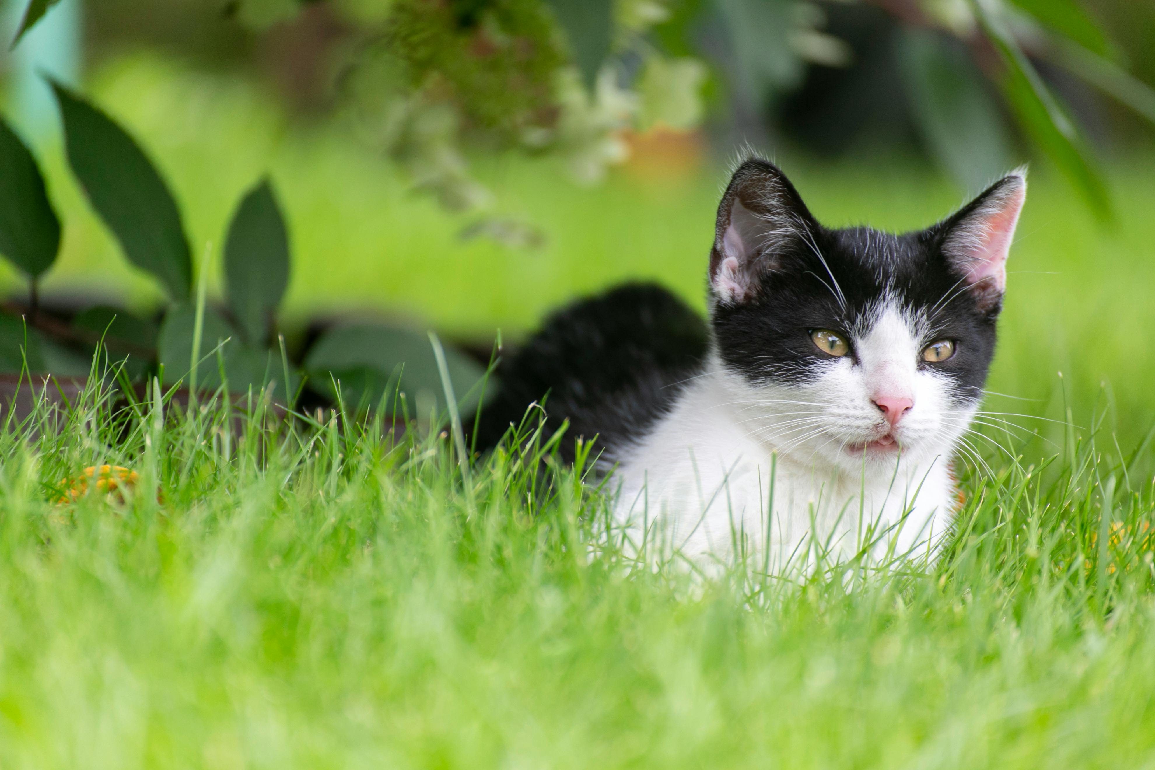 Curious black and white kitten lounging in lush green grass outdoors.