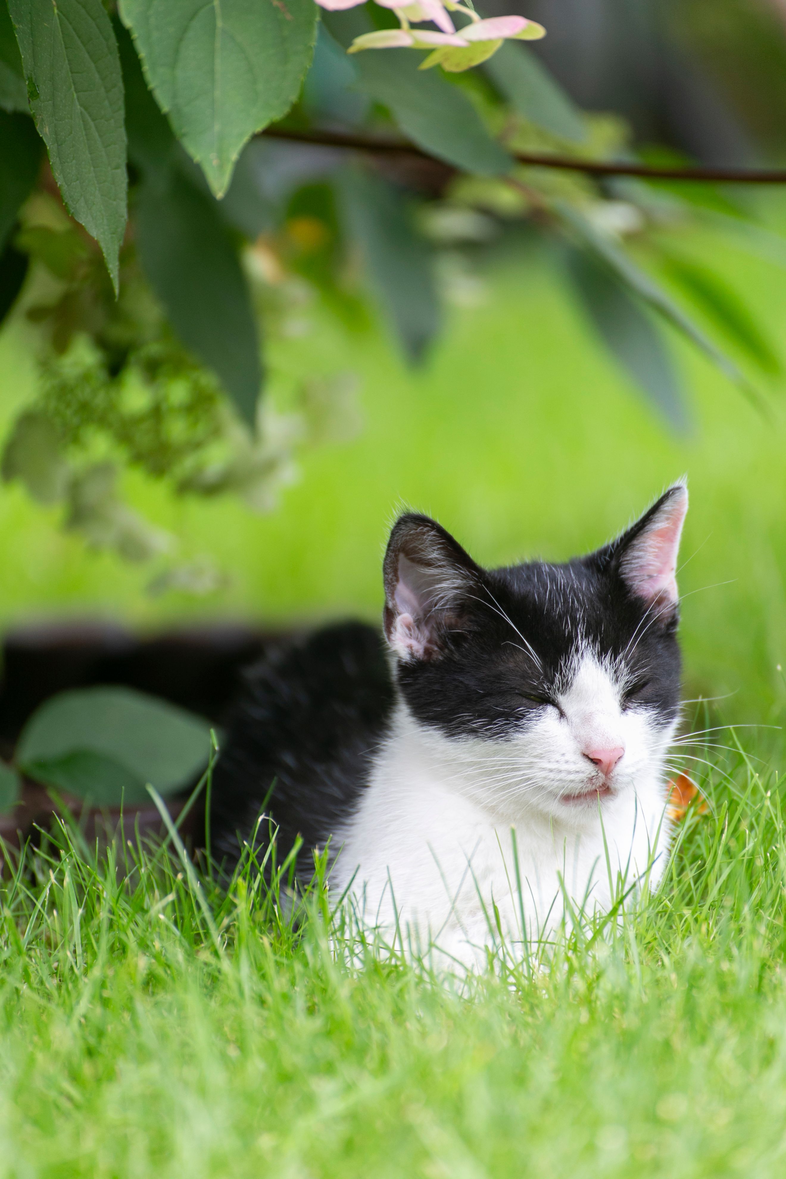 Black and White Cat Lying on Grass · Free Stock Photo