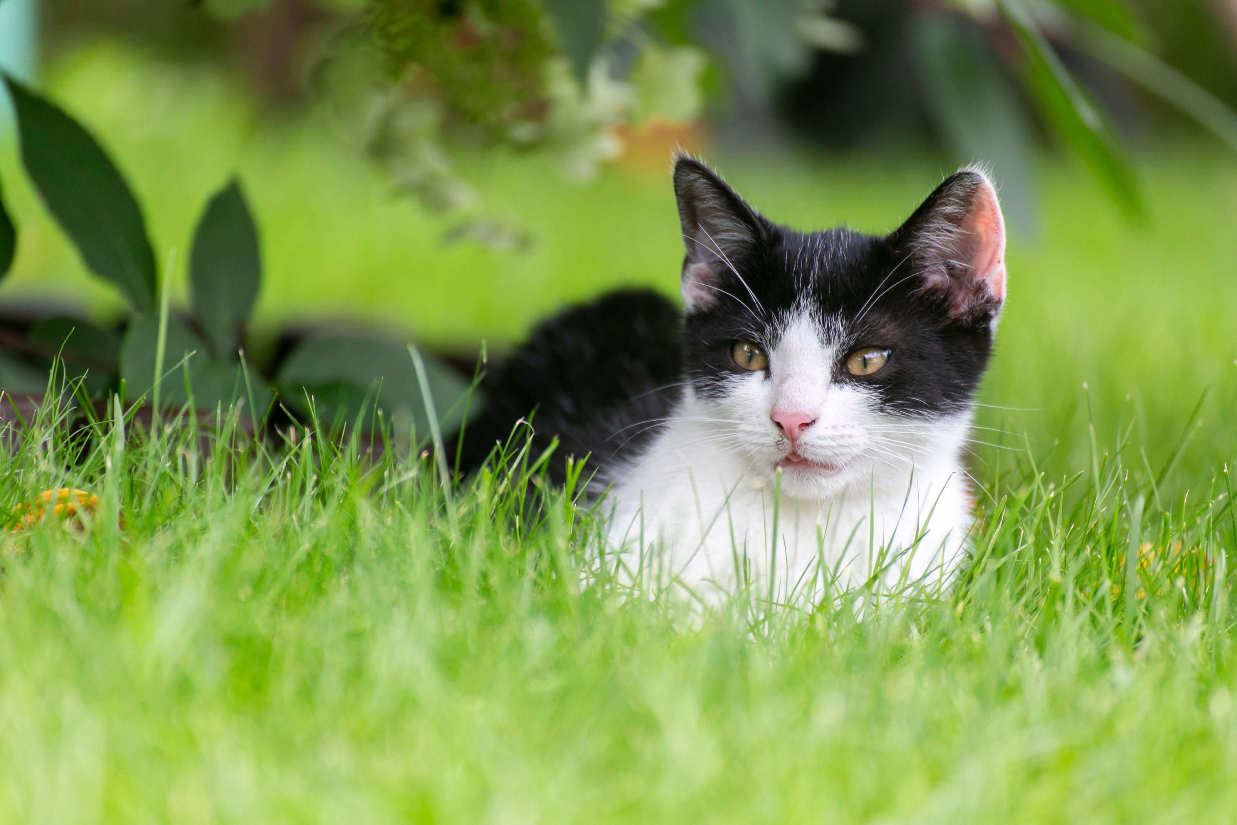 Close-up of a Black and White Cat Sitting on the Grass · Free Stock Photo