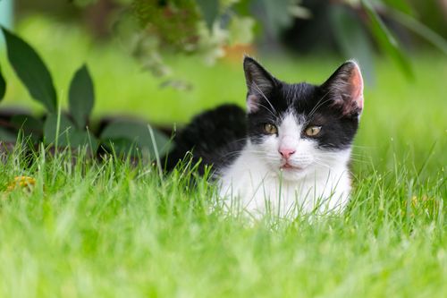 Free Charming close-up of a black and white kitten relaxing in fresh green grass during summer. Stock Photo