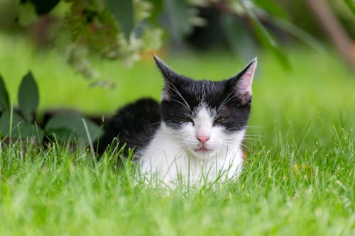 Cute Black and White Cat Lying on Grass