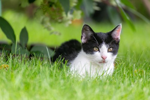 Free Close-up of a black and white kitten lying in vibrant green grass, showcasing its playful nature. Stock Photo