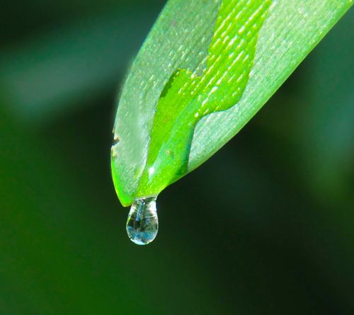 Free A macro shot of a water droplet hanging from a vibrant green leaf, symbolizing freshness. Stock Photo