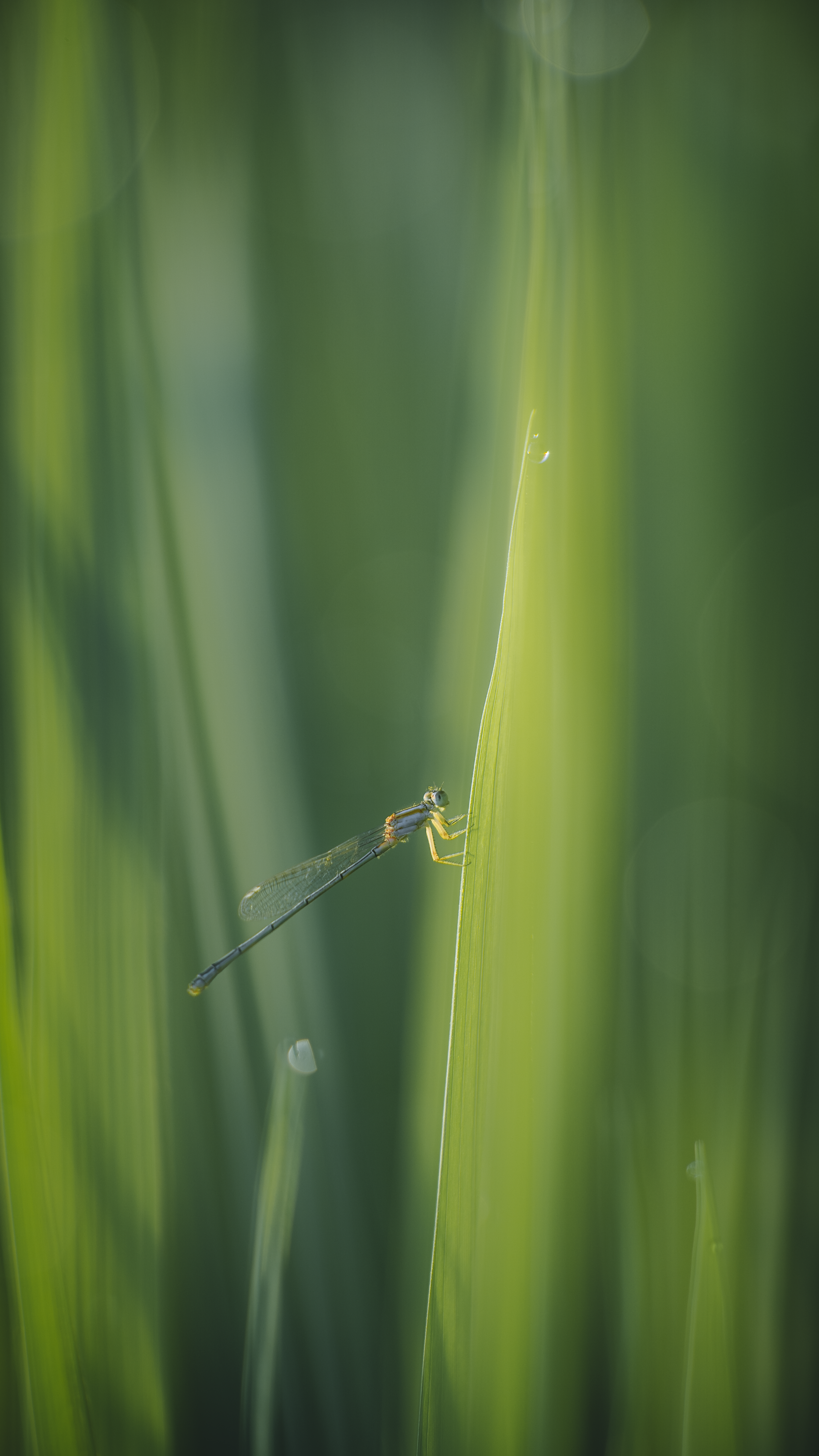 Close-up of a Dragonfly Sitting on a Blade of Grass · Free Stock Photo