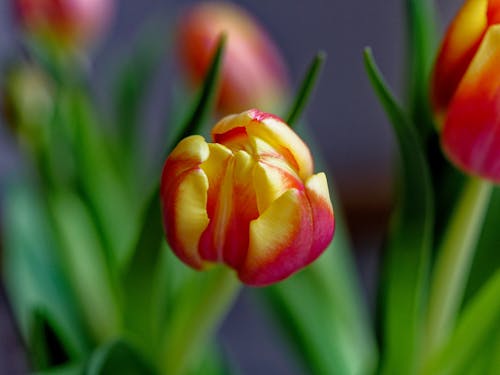 bunte Tulpen
