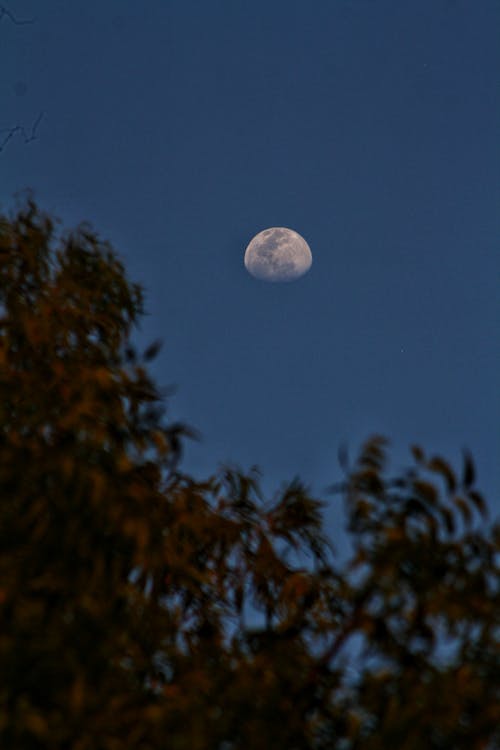 Free stock photo of blood moon, crescent moon, dawn