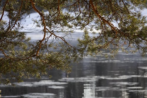 Tree over river