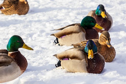 Close-up of Ducks Sitting on a Snowy Ground 
