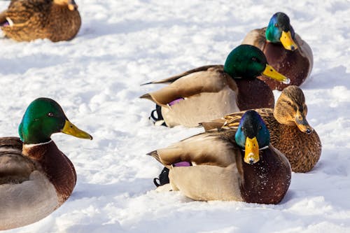 Immagine gratuita di anatre, avvicinamento, fotografia di animali