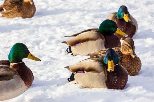 Free Close-up of mallard ducks sitting on snowy ground, showcasing wildlife in winter. Stock Photo