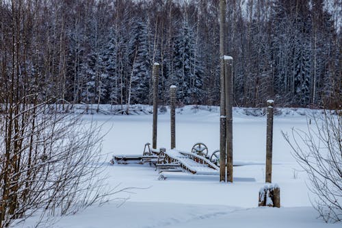 Ilmainen kuvapankkikuva tunnisteilla flunssa, jäätynyt, kuura