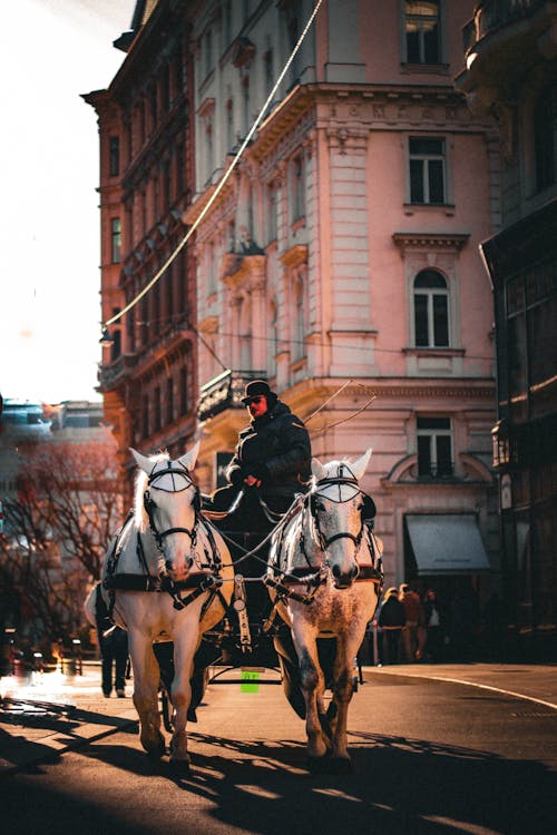 마구 자르기, 마차, 비엔나의 무료 스톡 사진