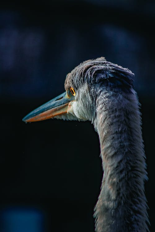 Foto profissional grátis de ave, cabeça, foco seletivo