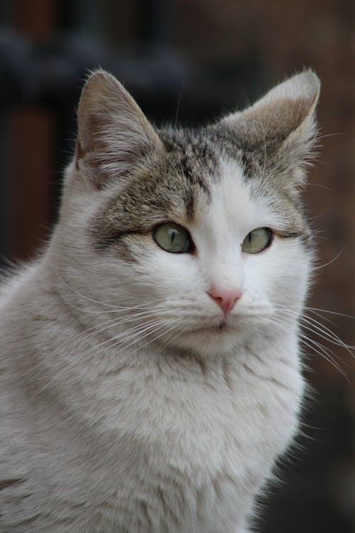 Close up of White Cat