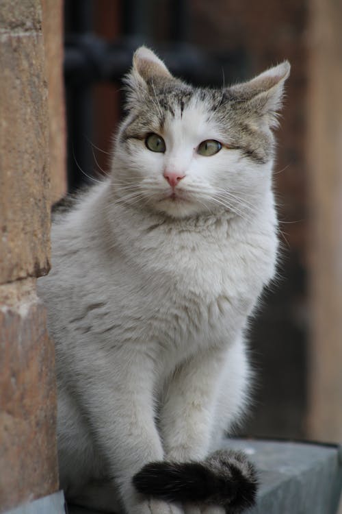 Kostenloses Stock Foto zu haustier, katze, porträt