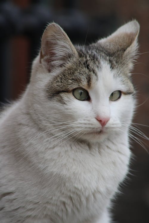 Photos gratuites de animal de compagnie, blanc, chat