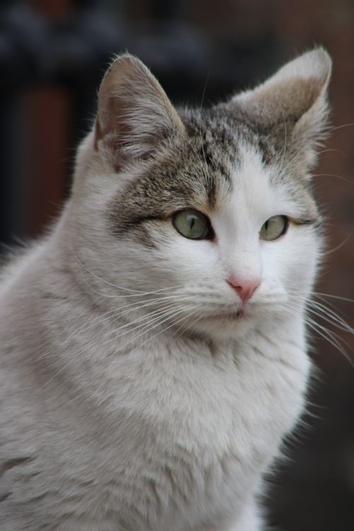 Free A detailed close-up portrait of a fluffy white domestic cat with striking green eyes. Stock Photo