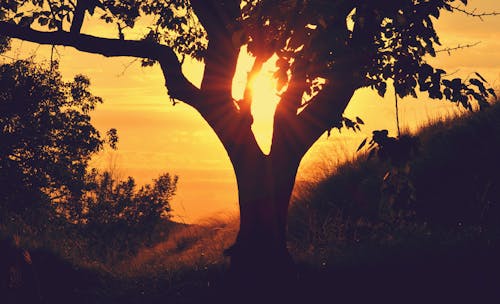 日落期間樹的剪影攝影