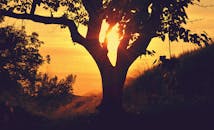 日落时分，一棵树的轮廓在充满活力的金色天空下显得迷人，散发着宁静的温暖