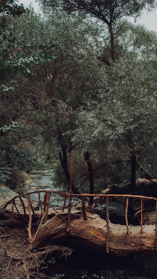 Immagine gratuita di alberi, foresta, in legno