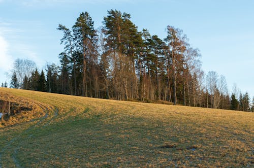 Foto profissional grátis de área, árvores, colina
