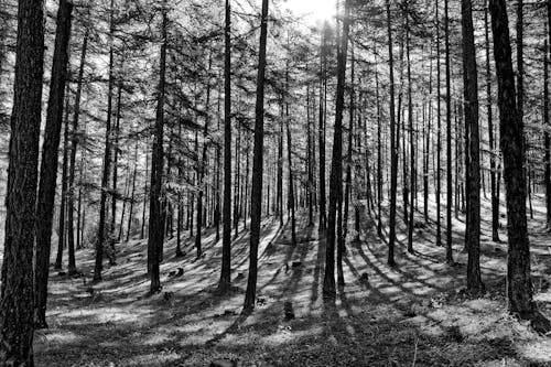 Foto d'estoc gratuïta de arbres, blanc i negre, bosc